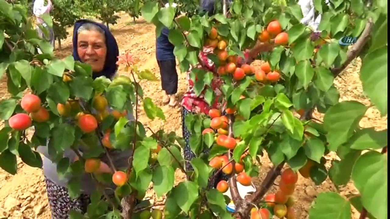 Kayısı Fiyatlarındaki Düşüş Üreticiyi Üzdü