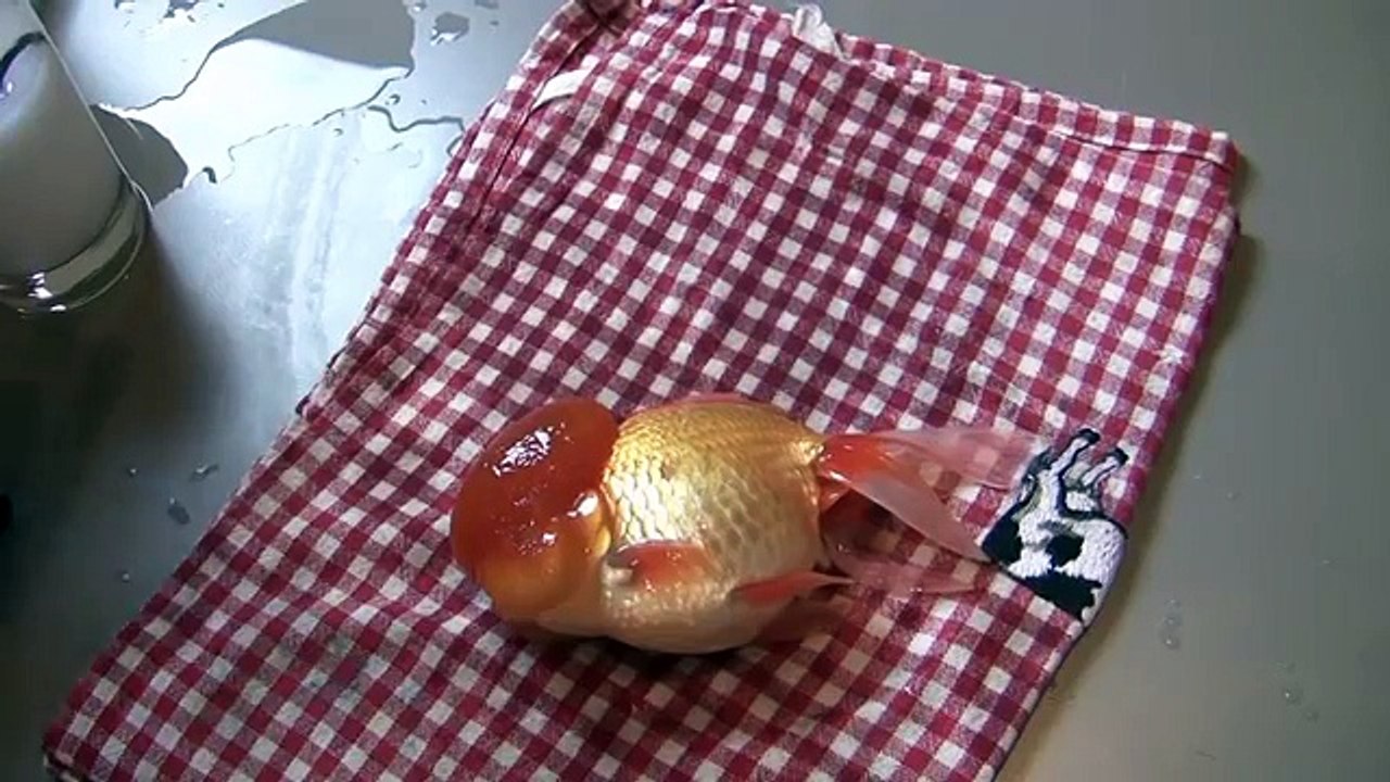 Oranda Goldfish Wen Surgery/Trimming/Removing