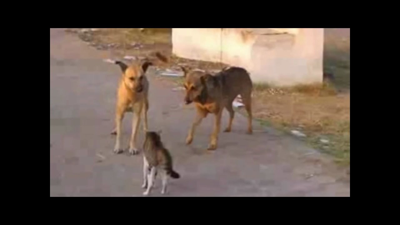 Angry cats vs dags