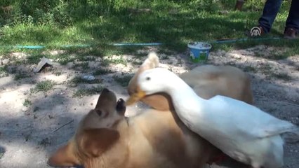 Viki ile Çarli"Nin Sıra Dışı Dostluğu