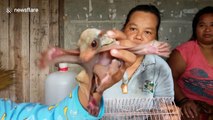 Injured flying squirrel nursed back to health by Thai villagers