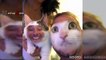 Funny Cats And Dogs Face Swap With Owners - Try Not To Laugh Or Grin