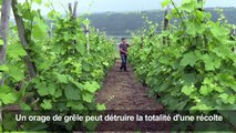Rhône: une nouvelle arme antigrêle pour les vignerons