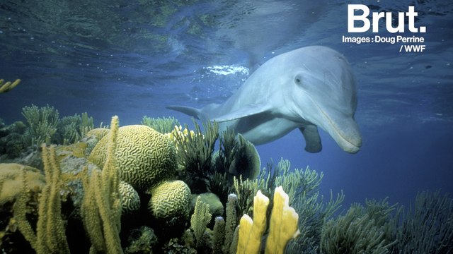 Comment dorment les dauphins ?