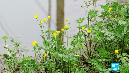 Où sont passés nos oiseaux ?