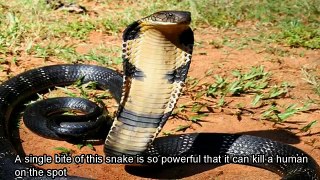 Top 10 Most Venomous And Poisonous Animals In The World