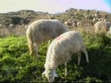 Intervallo Lucano le pecore mangiano ancora l'erba