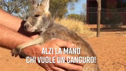 Non lasciarmi: questo canguro adora le coccole!
