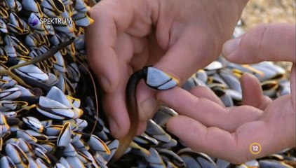 David Attenborough - A Természet Csodái S02e10