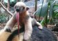 Adorable Baby Tamandua Makes Public Debut in London Zoo