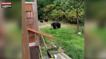 Canada : Il demande à une famille d’ours de quitter son jardin (Vidéo)