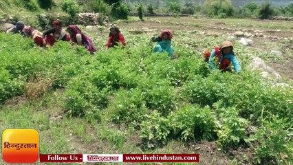 सोमेश्वर की बौरारौ घाटी में बारिश से आलू की खेती को नुकसान