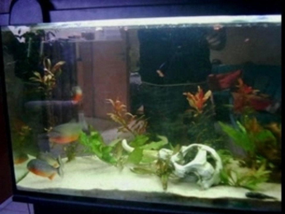 PIRANHA vs SHRIMPS Fütterung 8.12.07