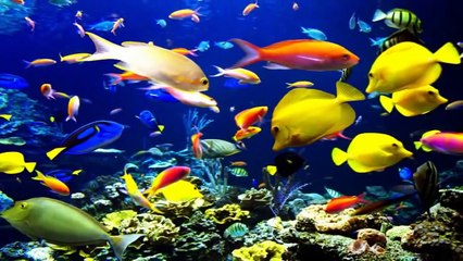 Imágenes sobre Animales Acuáticos