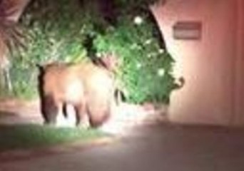 Police Follow Bear's 'Midnight Stroll' Through San Dimas
