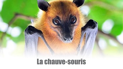 COMMENT LES ANIMAUX VOIENT LE MONDE - Lama Faché