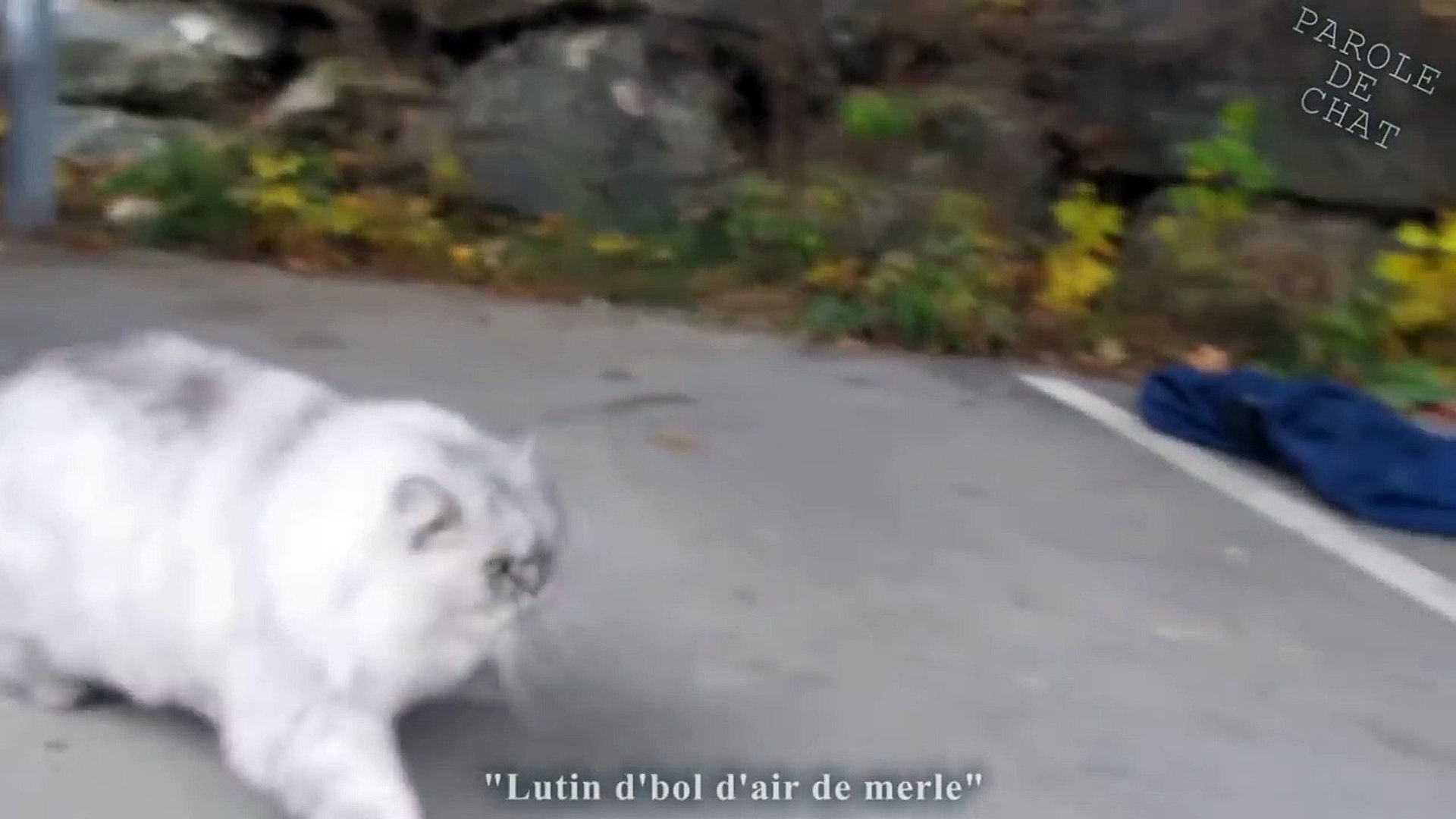 Les Gros Mots 2 Parole De Chat Video Dailymotion