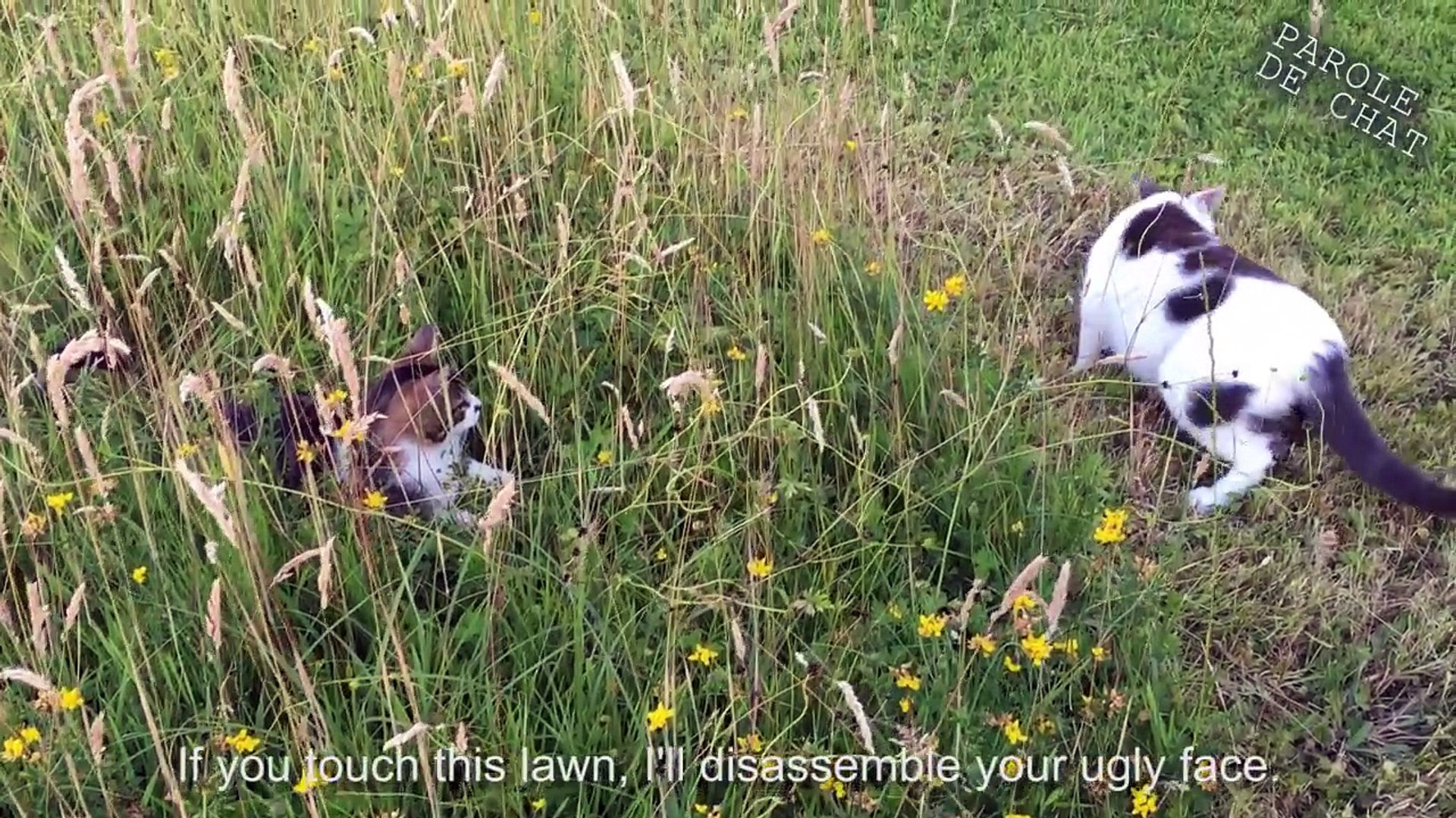 Les Gros Mots 3 La Revanche Du Domine Parole De Chat Video Dailymotion