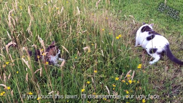 LES GROS MOTS 3 (la revanche du dominé) - PAROLE DE CHAT