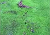 Waterbed Forms on Golf Course in Black Mountain, North Carolina