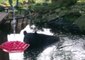Bear Cools Off in Backyard Pond in Pennsylvania