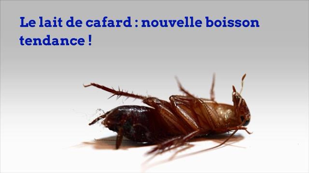 Le lait de cafard : nouvelle boisson tendance !