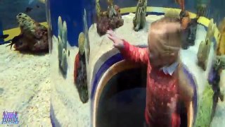 Super COOL Aquarium Trip Fun Activities for Kids to Learn Sea Life and Real Life Finding DORY Fish