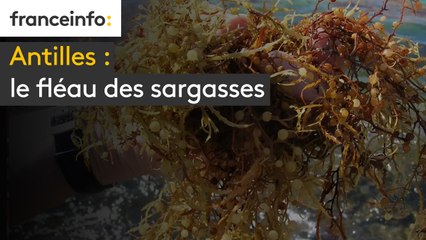 Antilles : le fléau des sargasses