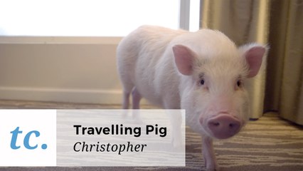 This Insta-Famous Pig Works Hard For The Likes