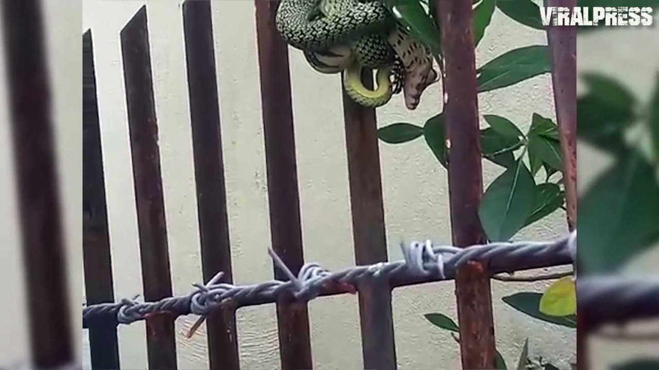 Snake V Monitor Lizard
