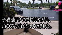 人の愛情を知らず怯えながら身を寄せ合っていた野良の子猫達。差し伸べられた優しい温もりに・・・【nekoの部屋】