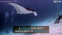 Diver swims with massive, majestic manta rays