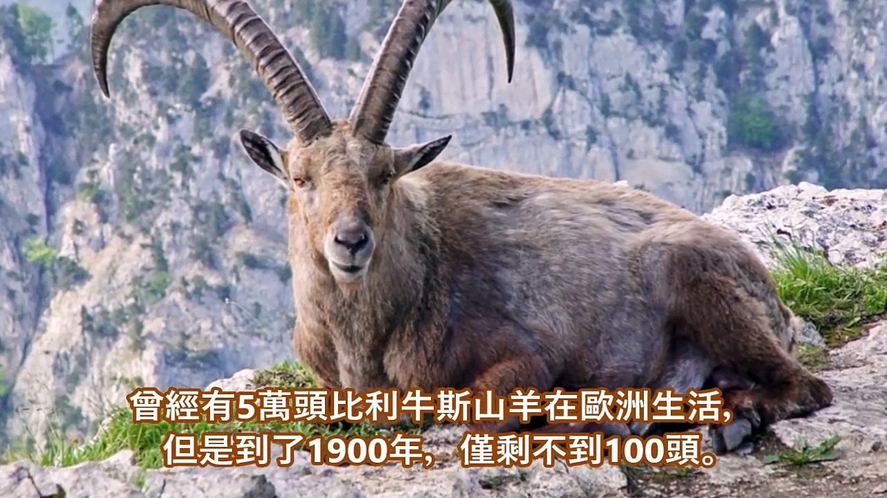 10個已滅絕動物的生前錄像，太珍貴了！