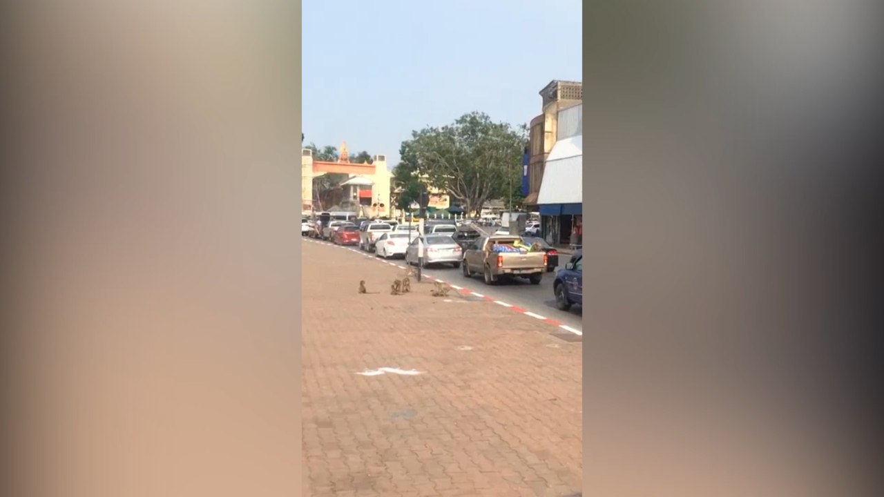 En Tailandia los monos son tan peligrosos como los delincuentes