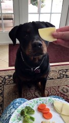 Parece evidente que a este perro no le gustan las verduras