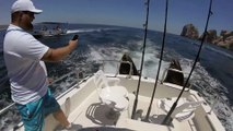 Leones marinos se suben a barco en marcha para pedir comida