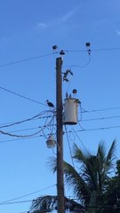 Oiseau VS ligne électrique... C'est cuit!
