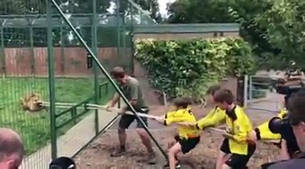 Faire du tir à la corde avec un lion... Qui gagne?