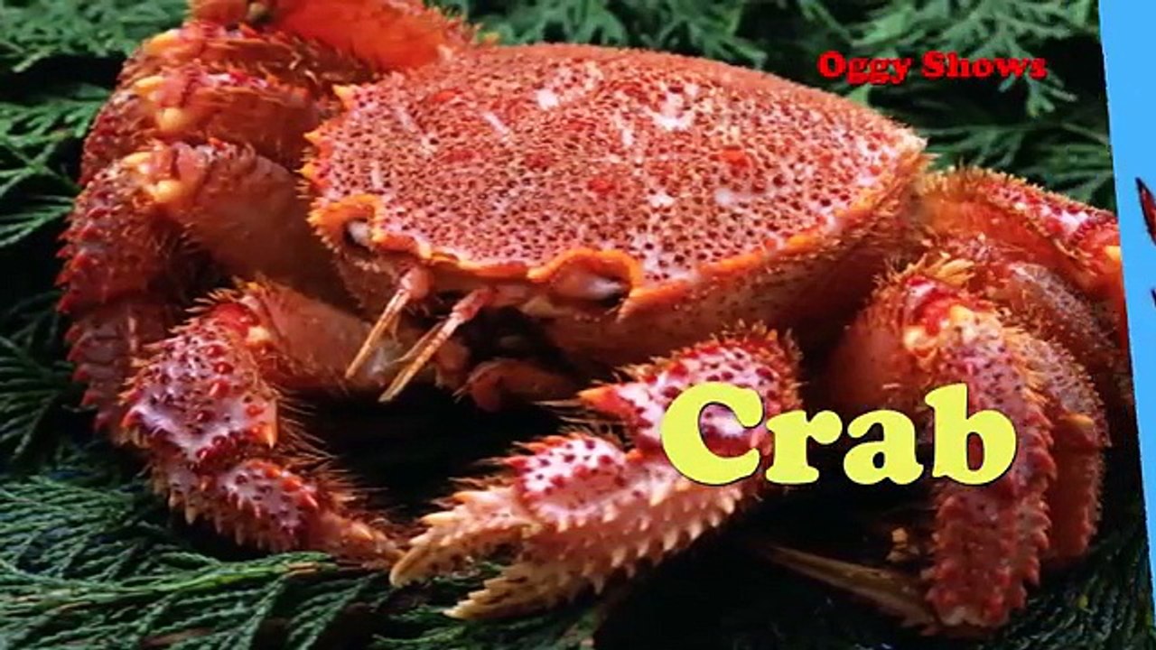 Learn Sea Animals Water Animals Names for kids