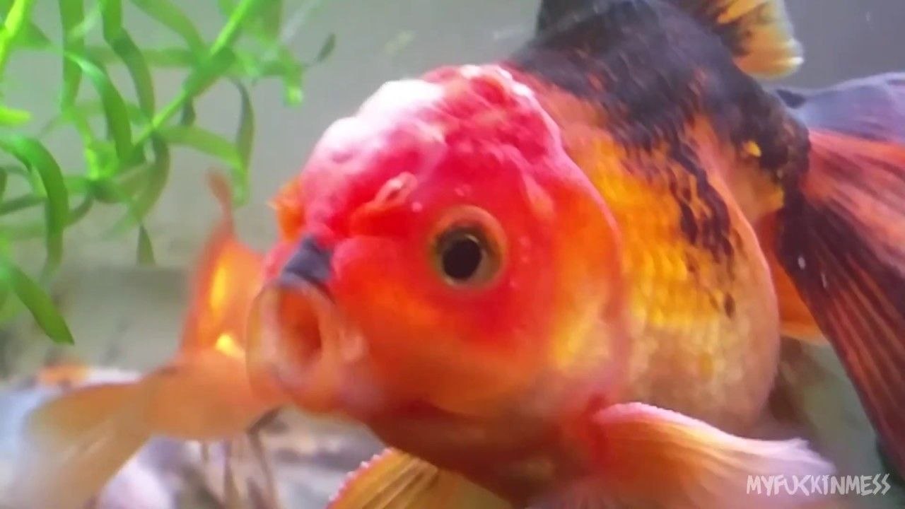 Poisson Hitler