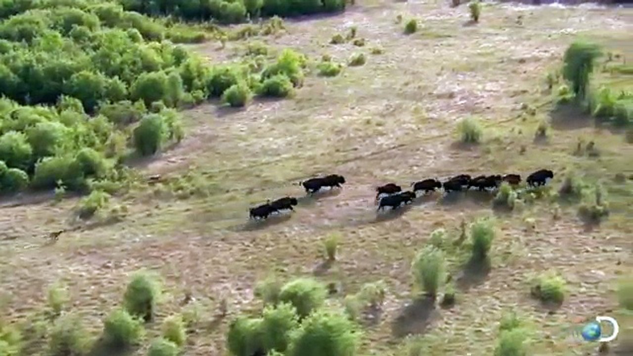 Mother bison protects her young