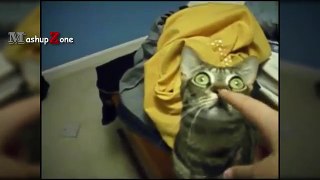 Cats Staring Compilation - Funny Cat Videos 2017