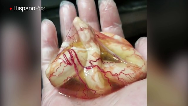 Así luce una boa constrictor cuando todavía no ha nacido