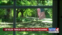 Bobcat Fever Killing House Cats in Oklahoma