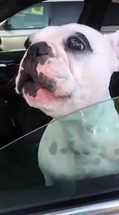 Texas : Un bouledogue se sent seul ,il se met à chanter !