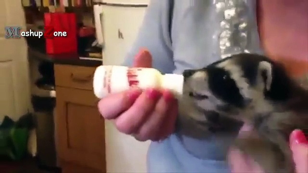 Cute Baby Animal Videos Compilation 2017 [BEST OF]