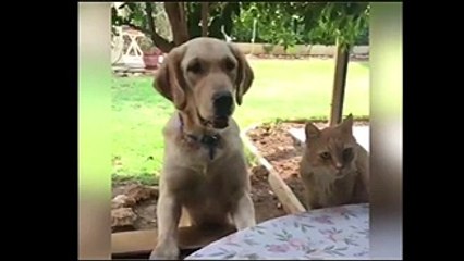 Cat got your tongue?