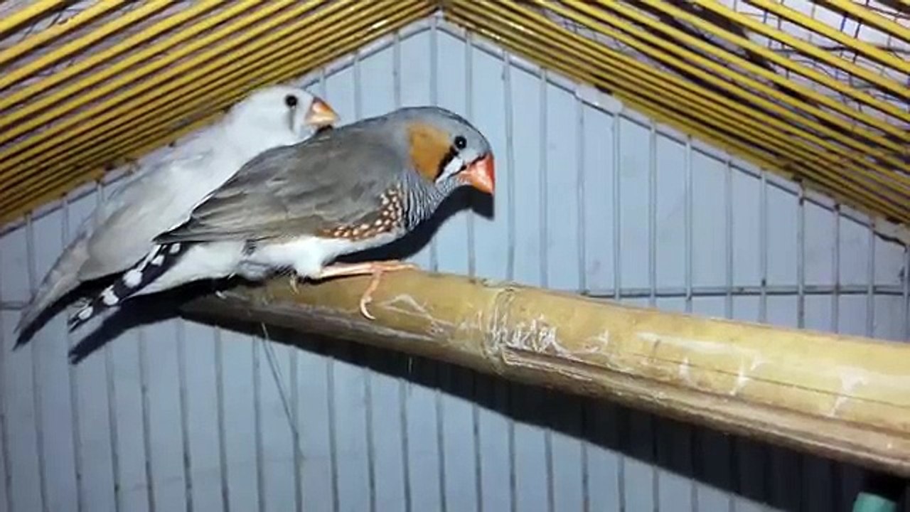 ZEBRA FINCH BREEDING AGE AND BASICS IN URDU