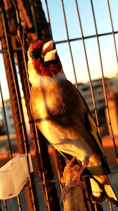 La Star du Chant d'oiseaux