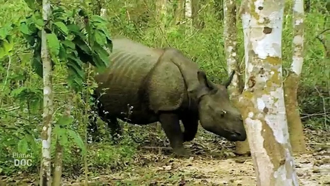 The Unicorn of India. Elephant Tour | Nature